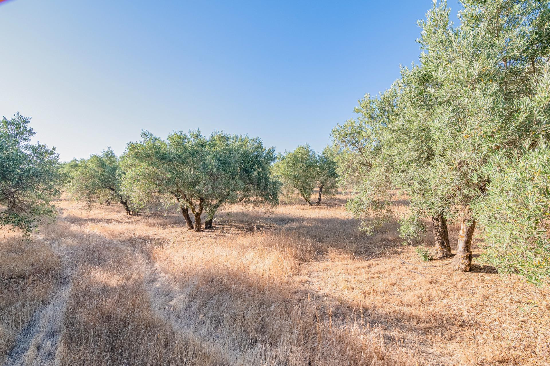 Terreno rural 150m² en venta - AEROPUERTO - foto 2