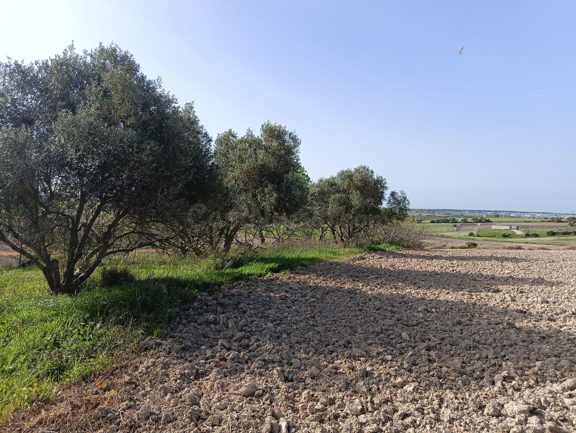 Parcela rustica de 9353 m en la zona de Las Cañadillas en Chiclana