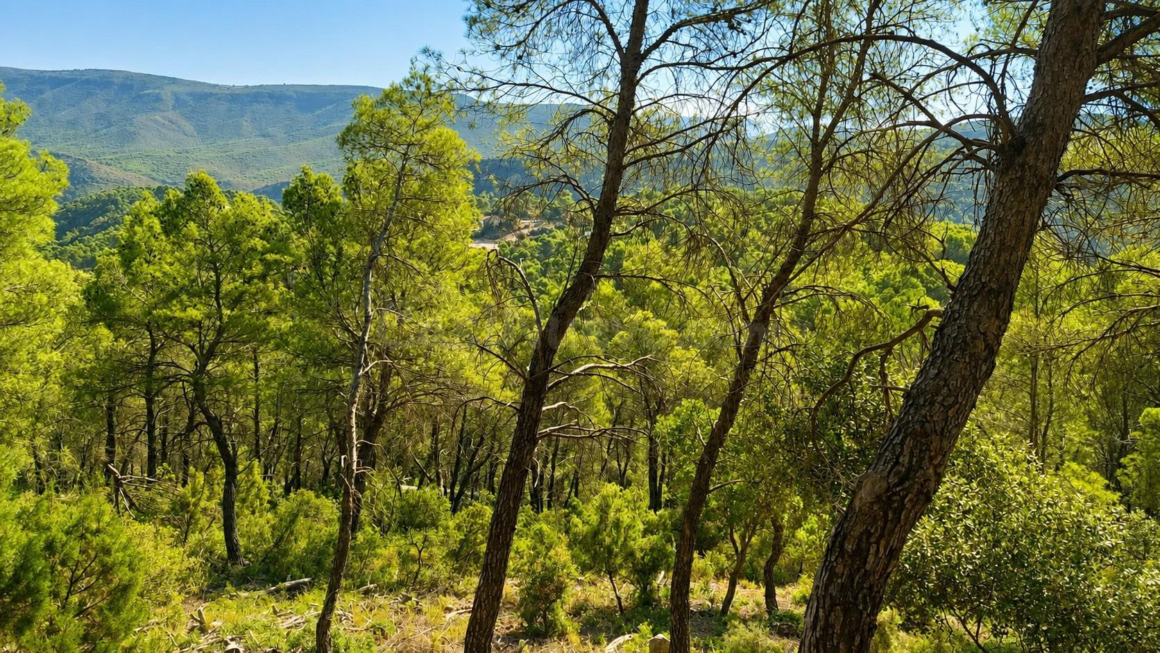 PARCELA URBANA EN NUEVA SIERRA DE ALTOMIRA – NATURALEZA, VIS - foto 5