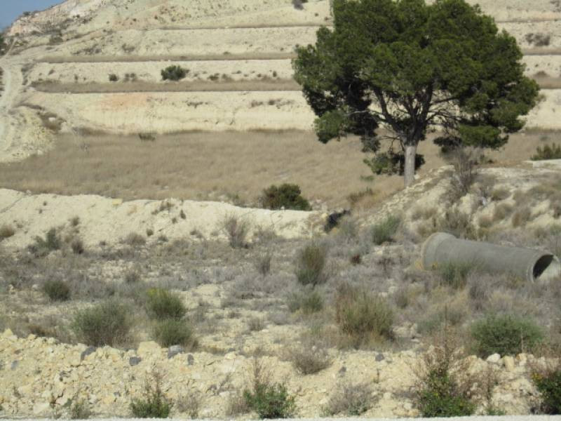 FINCA RÚSTICA EN ASPE - foto 4