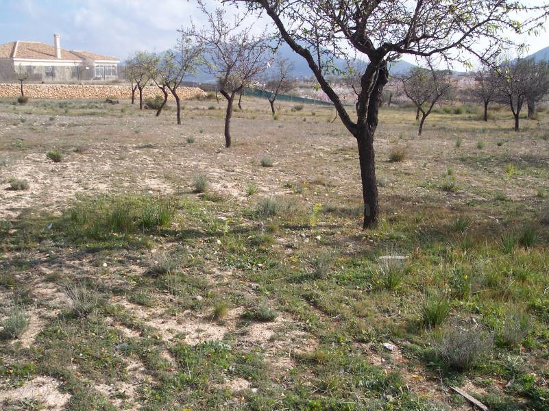 Terreno rural en venta - ALGEZARE
