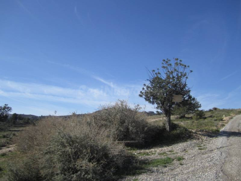 TERRENO EN NOVELDA - foto 3
