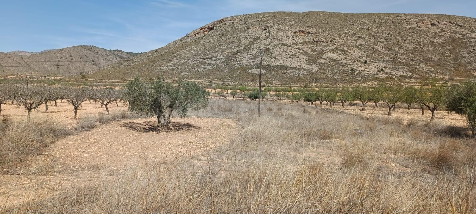 Parcela en Barbarroja