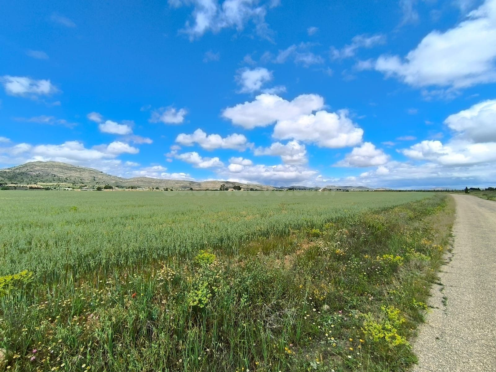 Parcela 5m² en venta - Yecla - foto 3