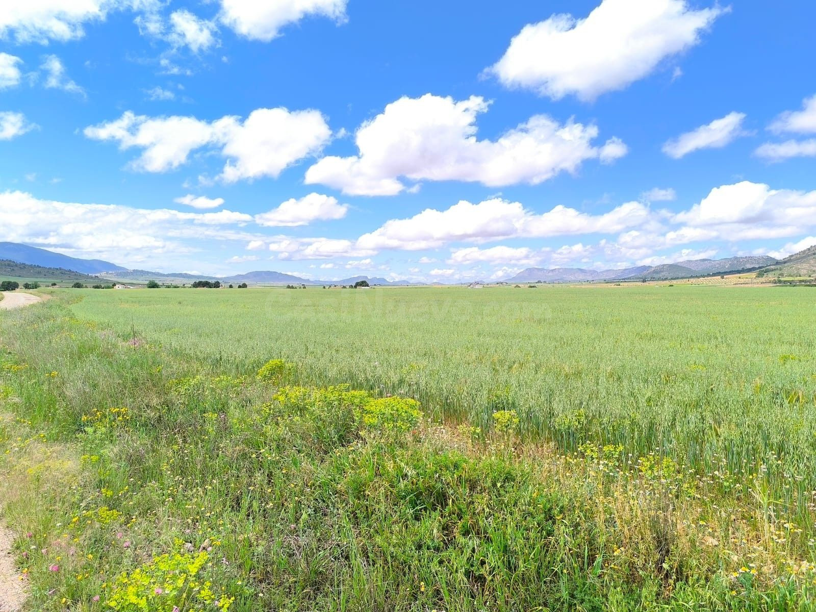 Parcela 5m² en venta - Yecla - foto 4