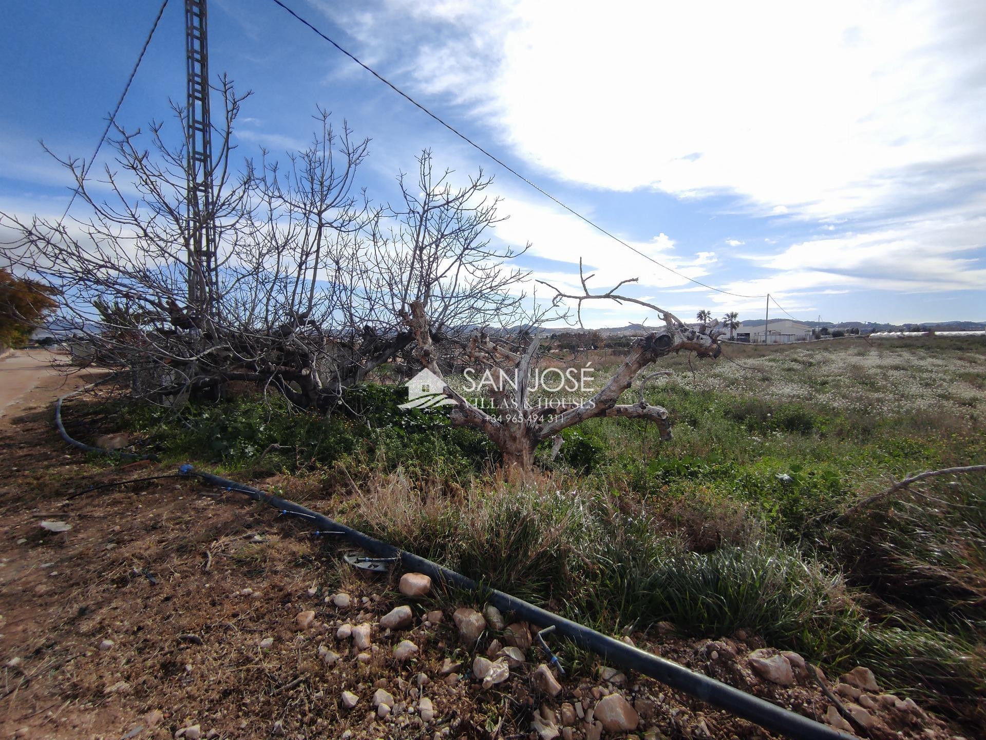 SE VENDE PARCELA 6654 M CON PUNTO DE LUZ Y AGUA DE RIEGO MUY - foto 3