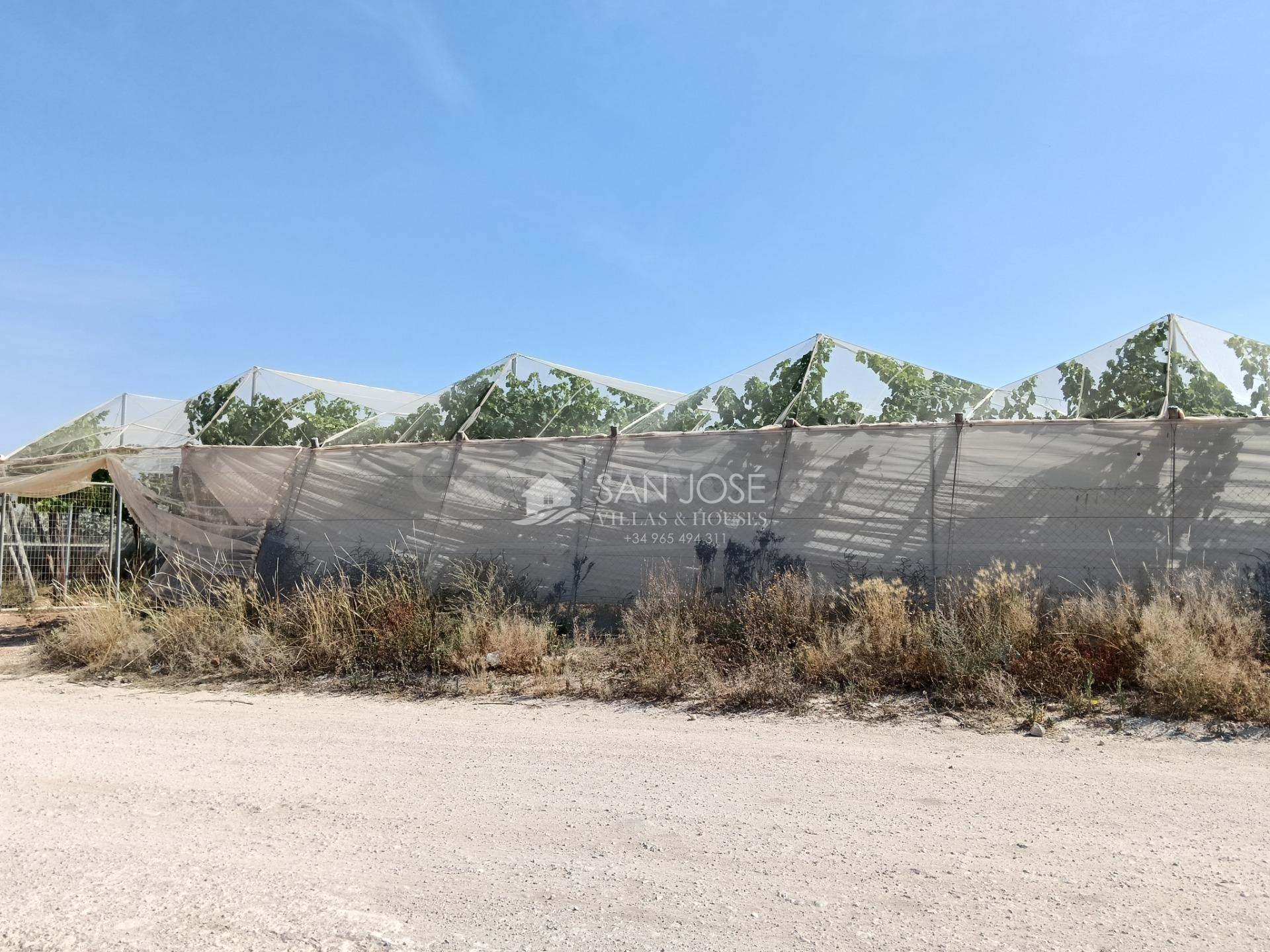 SE VENDE FINCA PLANTADA DE VIÑEDO JOVEN DE PARRAL ALTO EN PR - foto 2