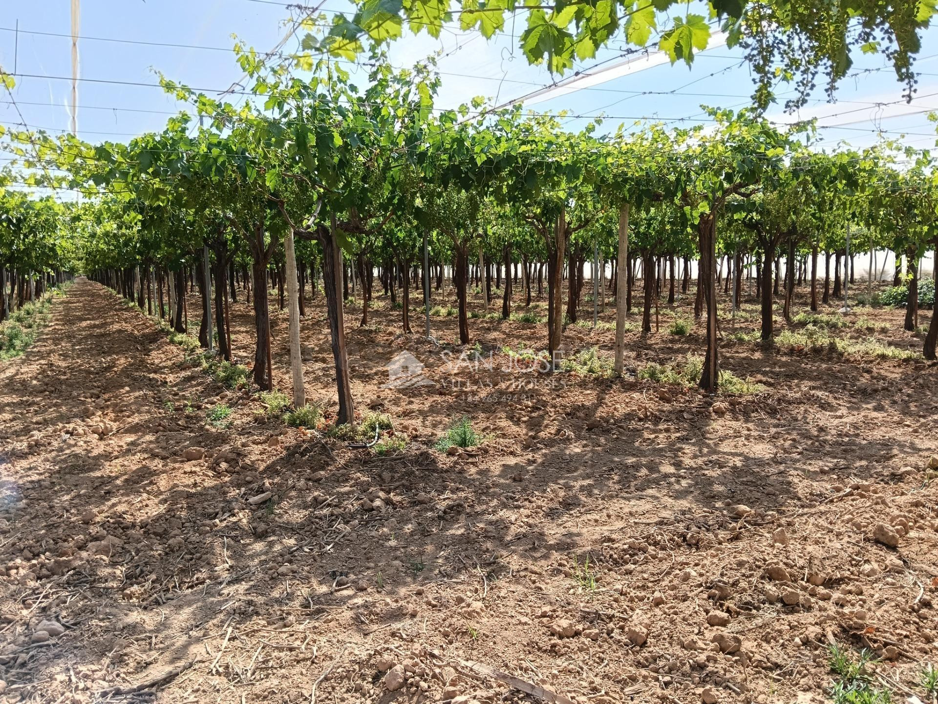 SE VENDE FINCA PLANTADA DE VIÑEDO JOVEN DE PARRAL ALTO EN PR - foto 3