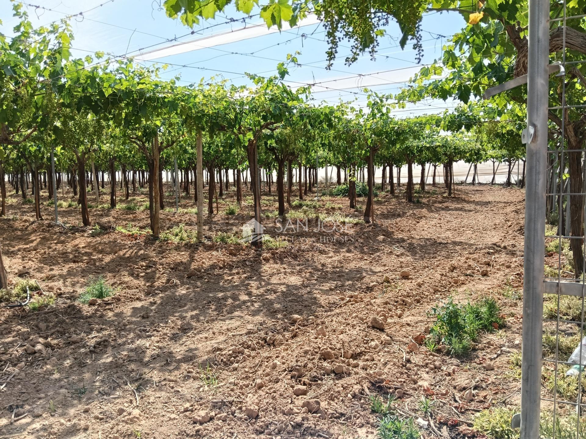 SE VENDE FINCA PLANTADA DE VIÑEDO JOVEN DE PARRAL ALTO EN PR - foto 4