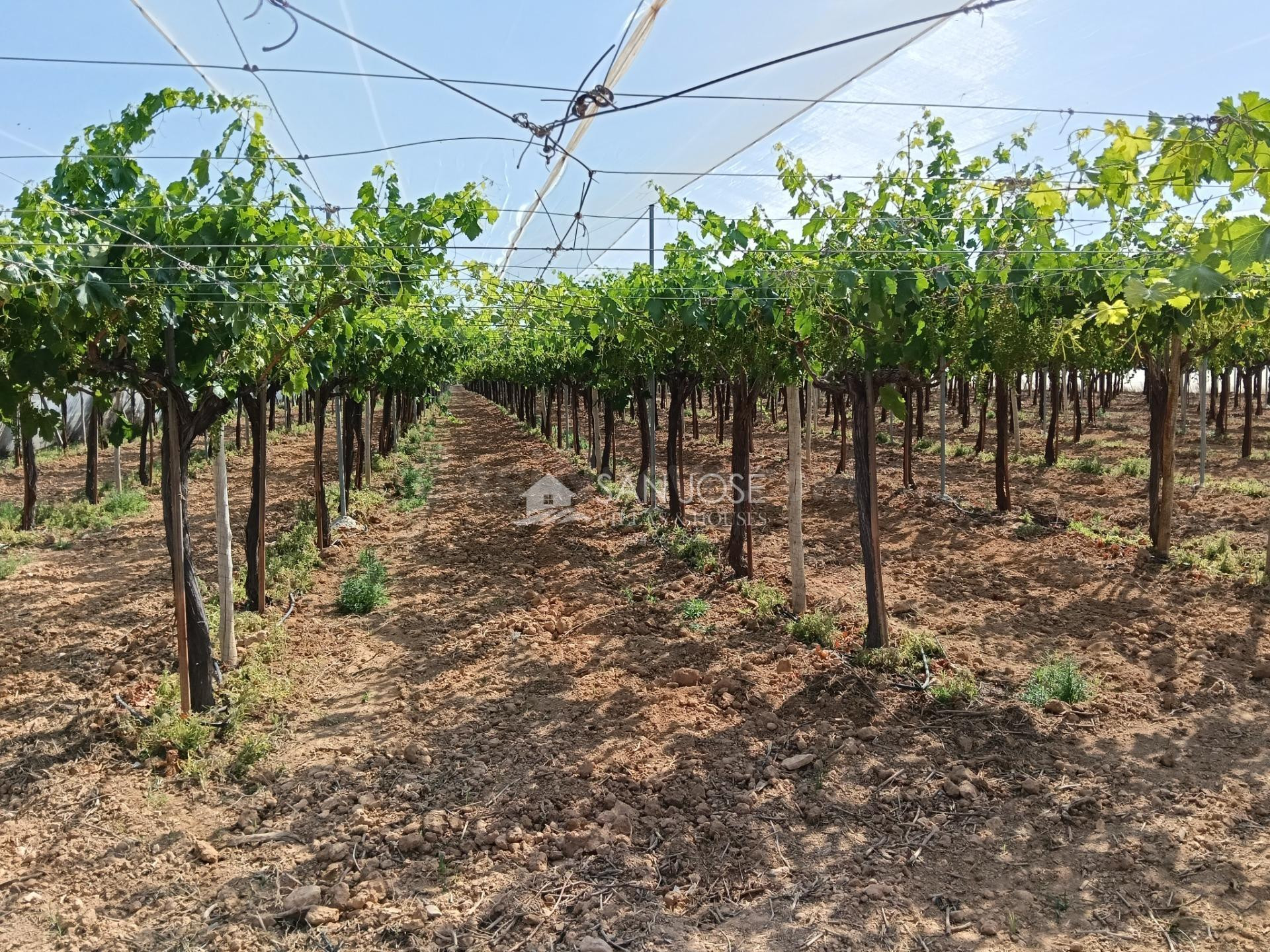 SE VENDE FINCA PLANTADA DE VIÑEDO JOVEN DE PARRAL ALTO EN PR - foto 5