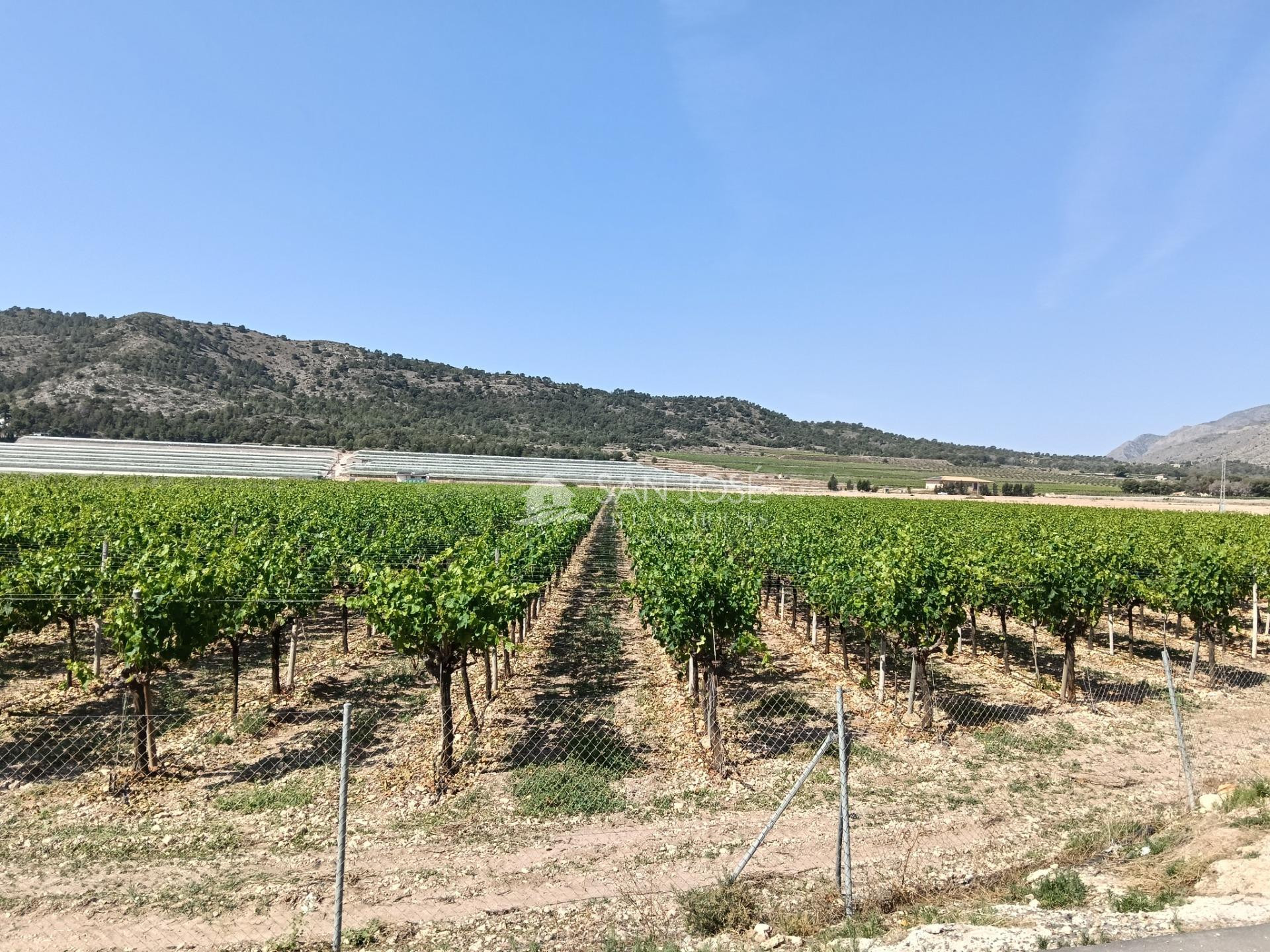 SE VENDE FINCA GRANDE CON NAVES AGRICOLAS PLANTADA DE VIÑEDO - foto 2