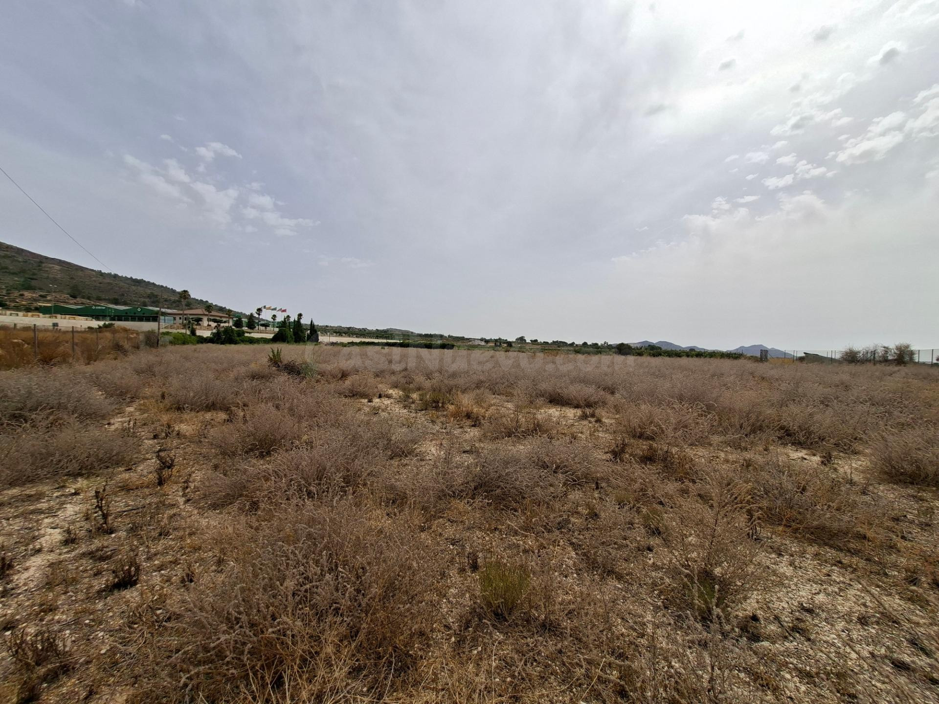 ¡¡ VENTA PARCELA EDIFICABLE 11371 m2 EN LA ROMANA !! - foto 3