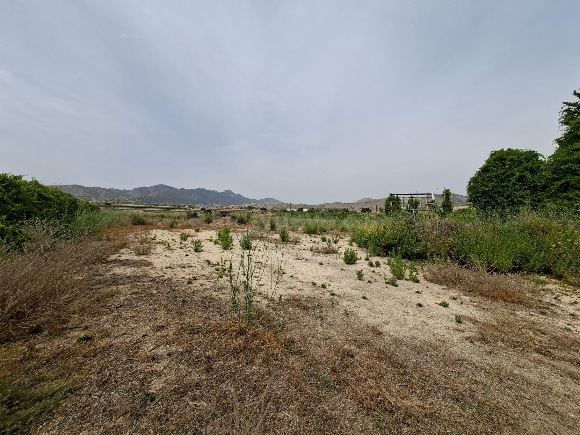 ¡¡ VENTA PARCELA EDIFICABLE 11371 m2 EN LA ROMANA !! - foto 5