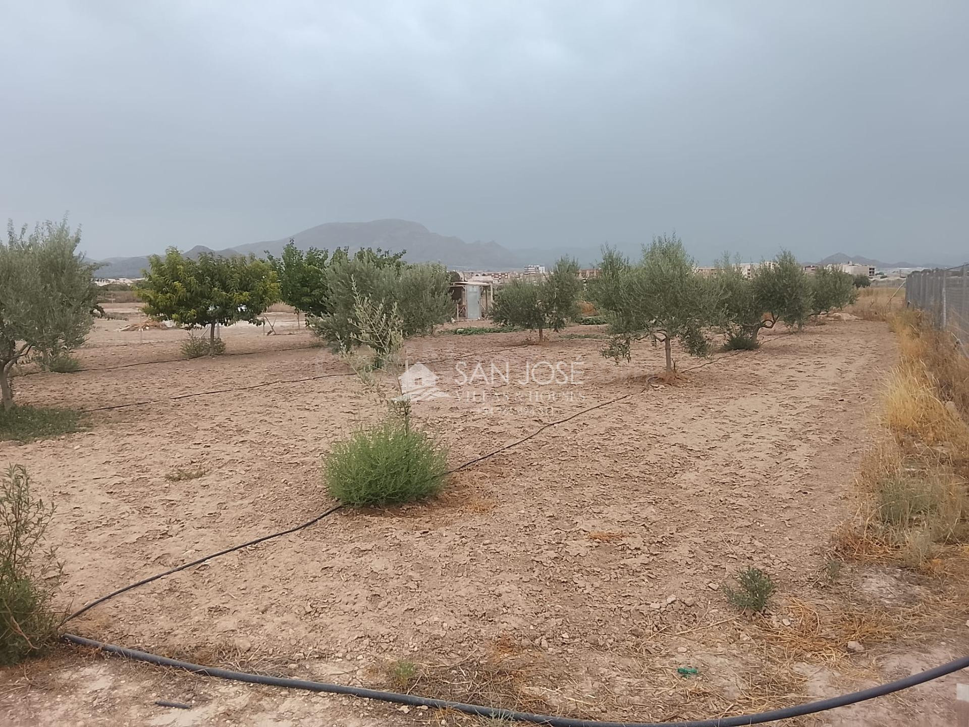 PARCELA DE 3.900 M2 AL LADO DE MONFORTE DEL CID, TIENE MOBIL