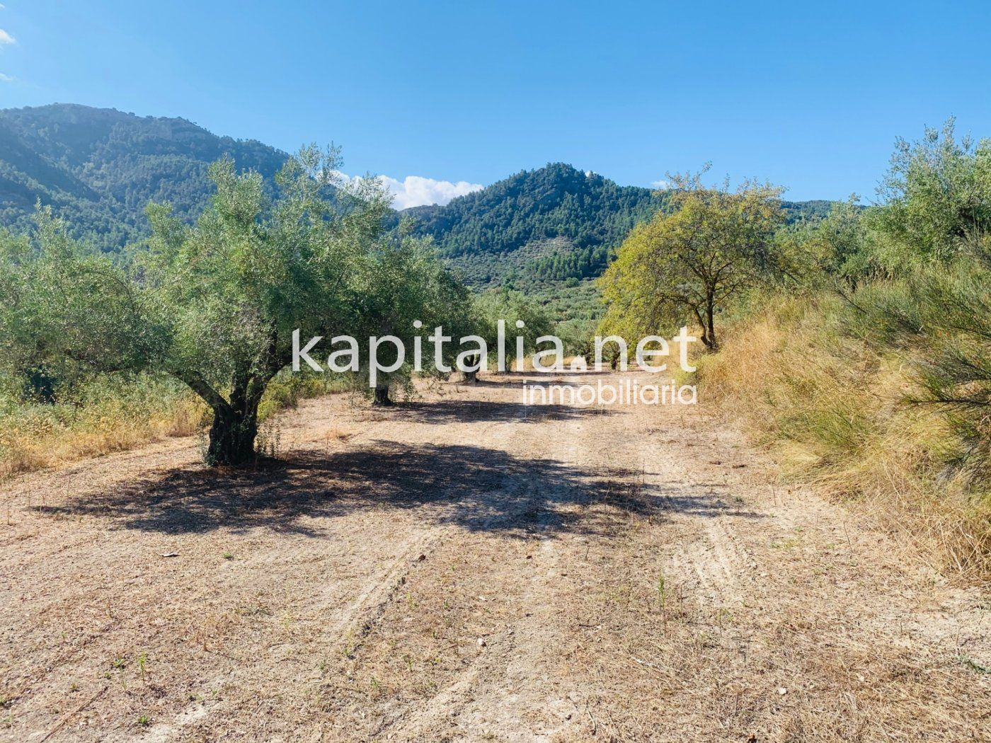 Parcela a la venta en Alfafara. - foto 3