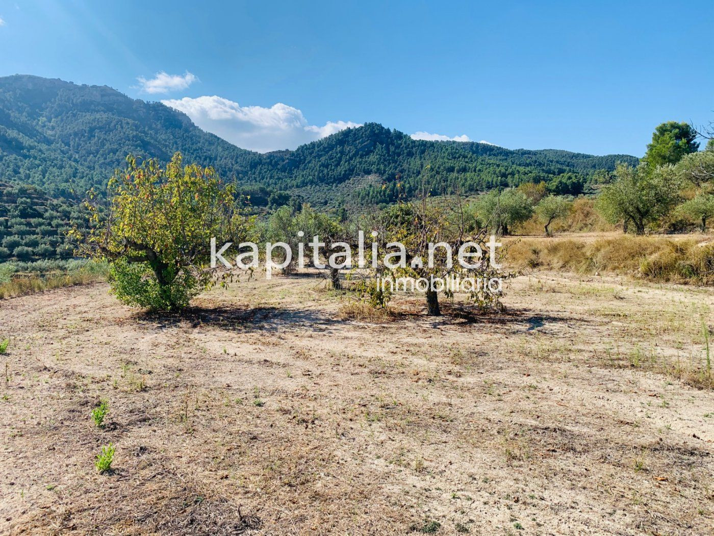 Parcela a la venta en Alfafara. - foto 4