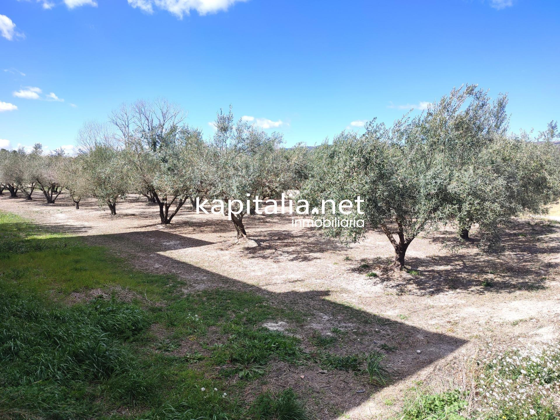 TERRENO CON OLIVOS A LA VENTA EN ONTINYENT, UBICADA EN LA SE