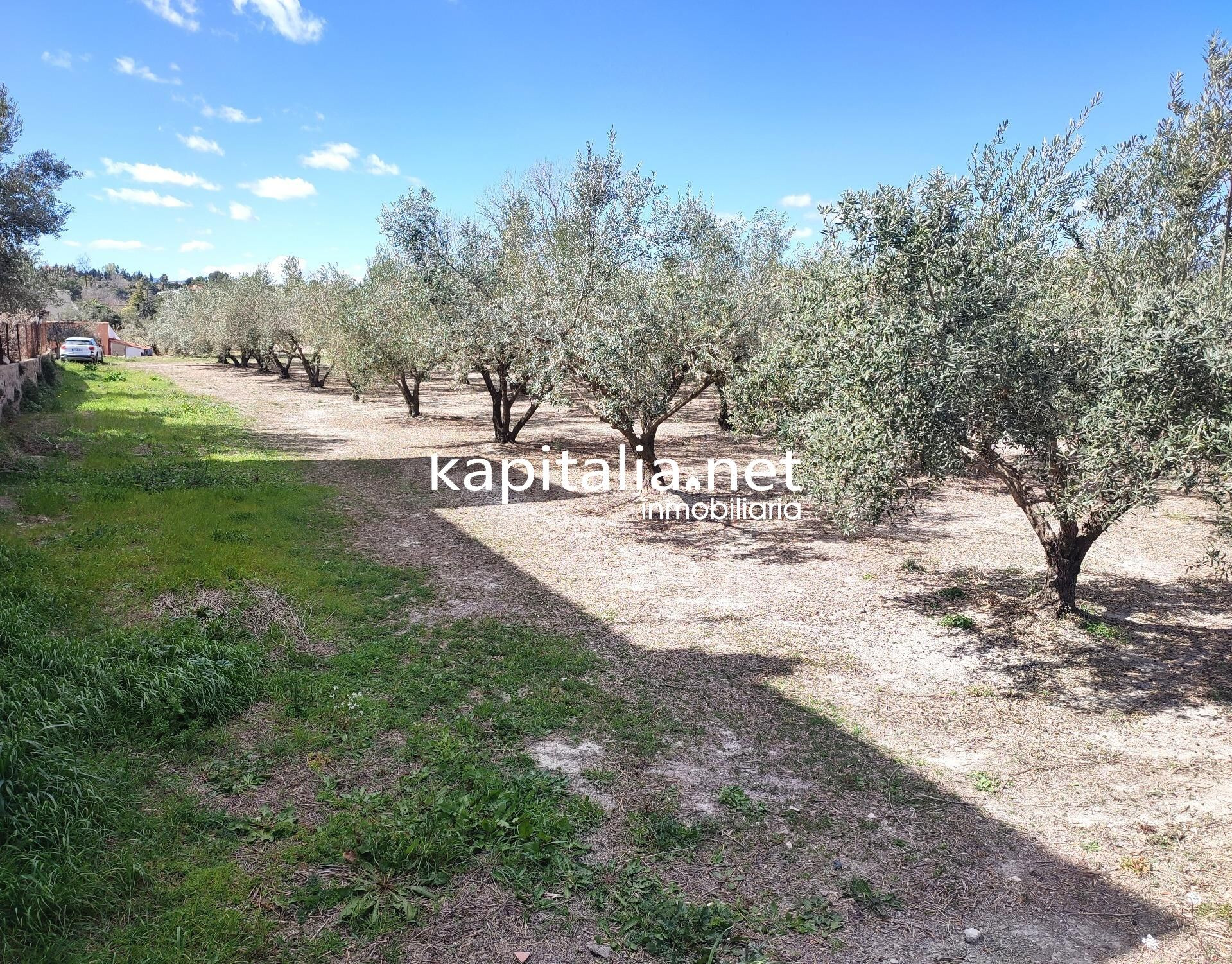 TERRENO CON OLIVOS A LA VENTA EN ONTINYENT, UBICADA EN LA SE - foto 2