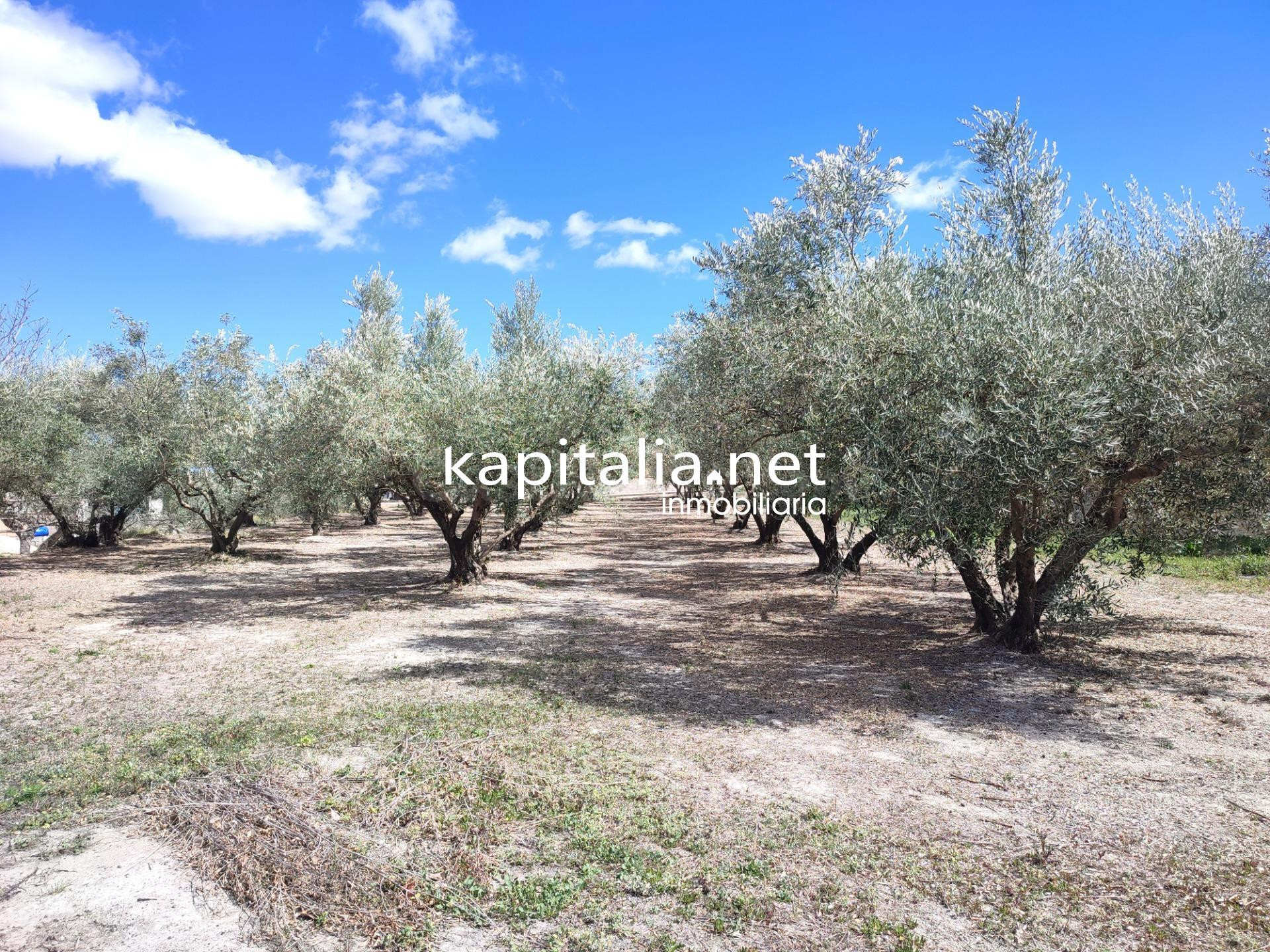 TERRENO CON OLIVOS A LA VENTA EN ONTINYENT, UBICADA EN LA SE - foto 3