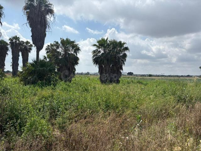 TIERRA EN SAN FULGENCIO-REF-23 A - foto 2