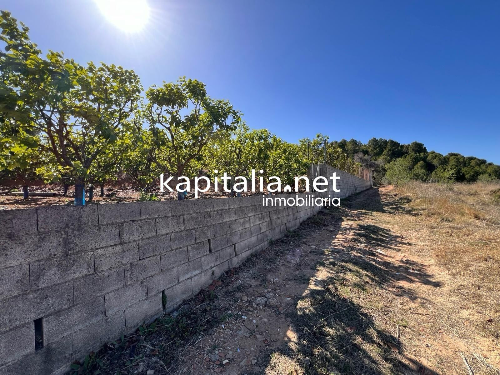TERRENO AGRICOLA A LA VENTA EN SELLENT - foto 2