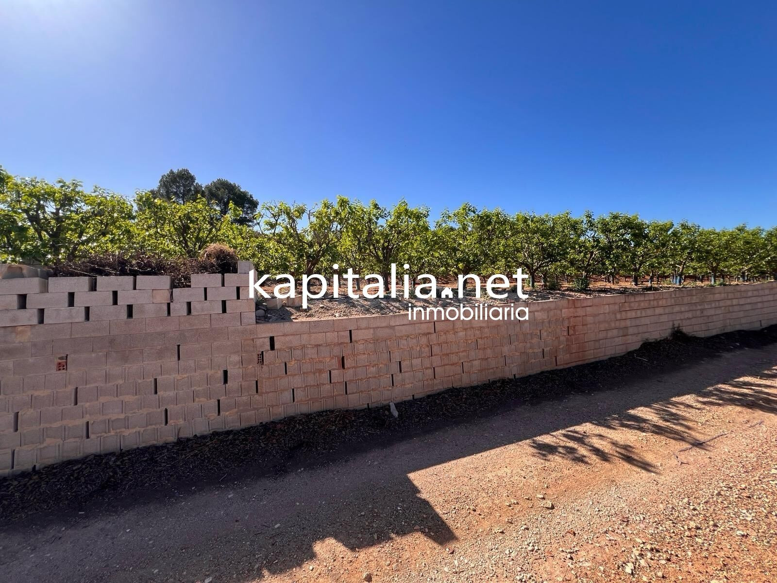 TERRENO AGRICOLA A LA VENTA EN SELLENT - foto 3