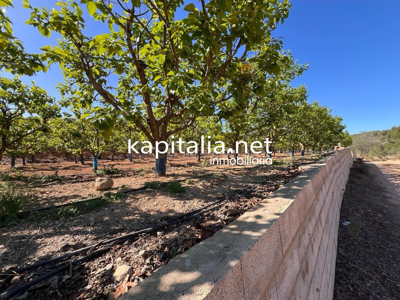 TERRENO AGRICOLA A LA VENTA EN SELLENT - foto 4
