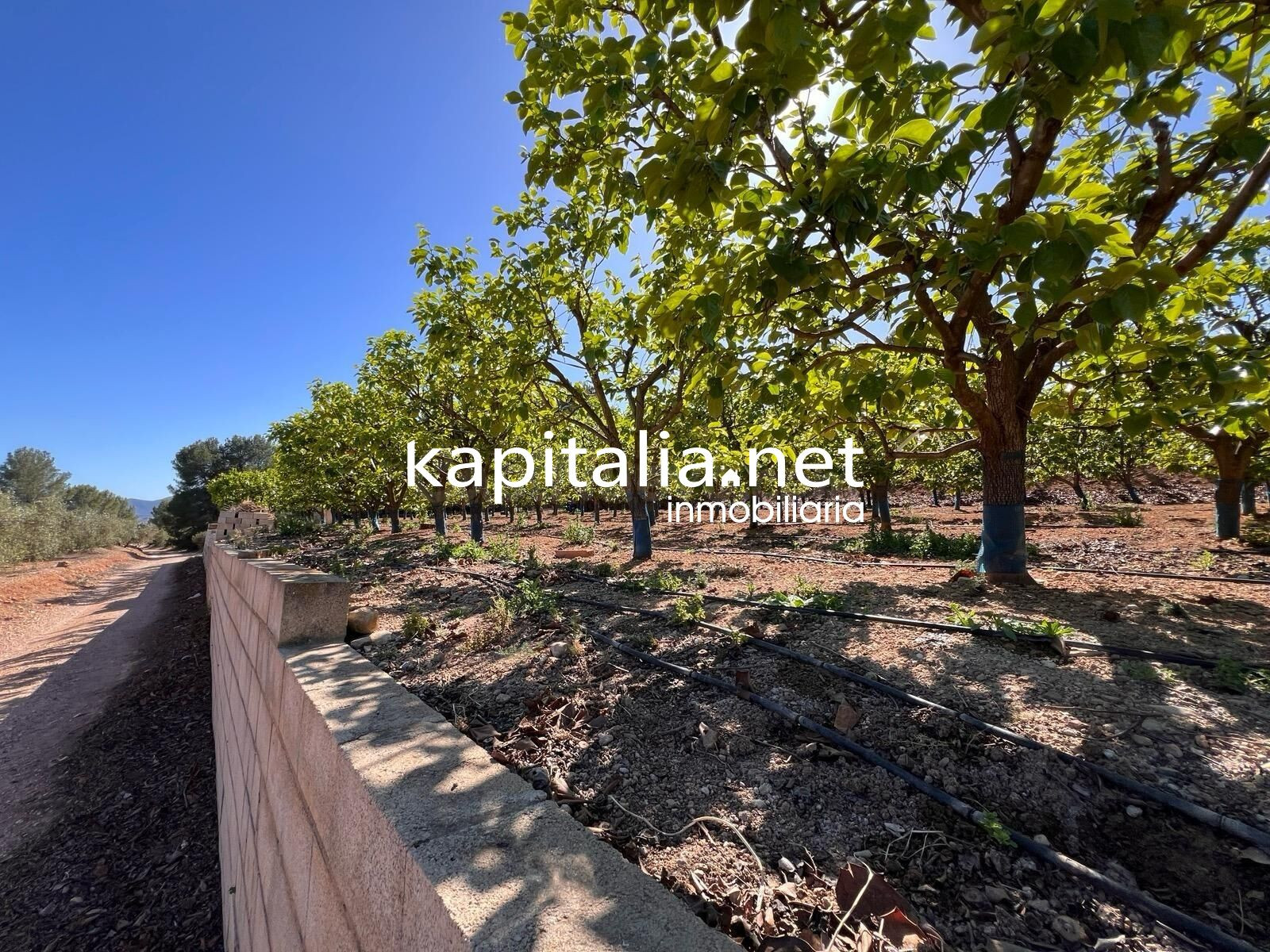 TERRENO AGRICOLA A LA VENTA EN SELLENT - foto 5