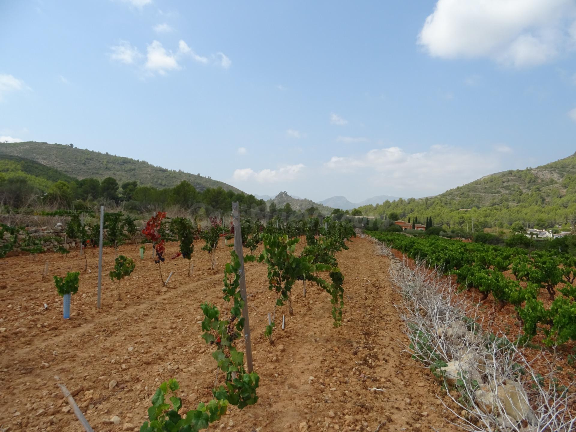 Terreno construible en Lliber - foto 2