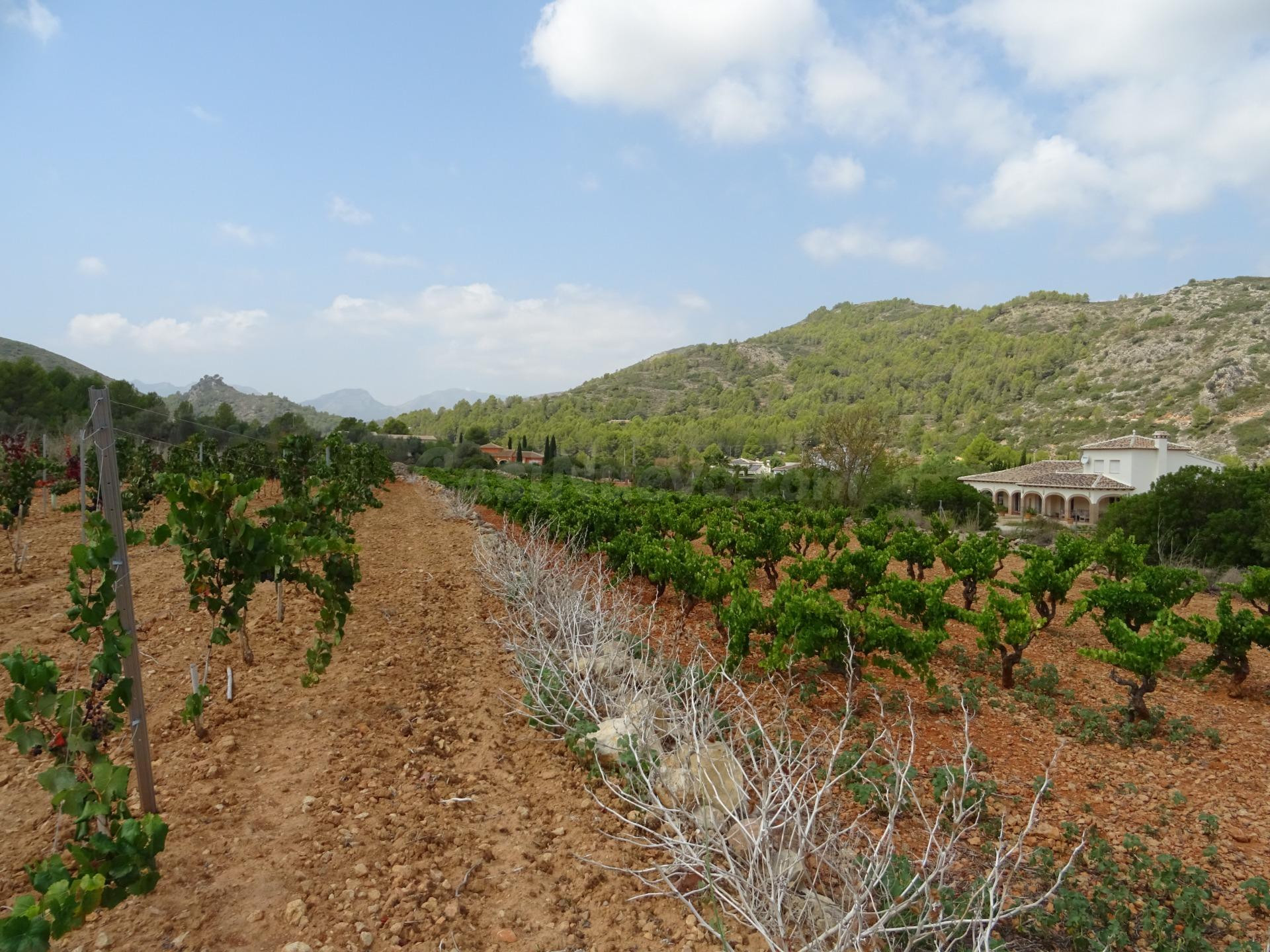 Terreno construible en Lliber - foto 3