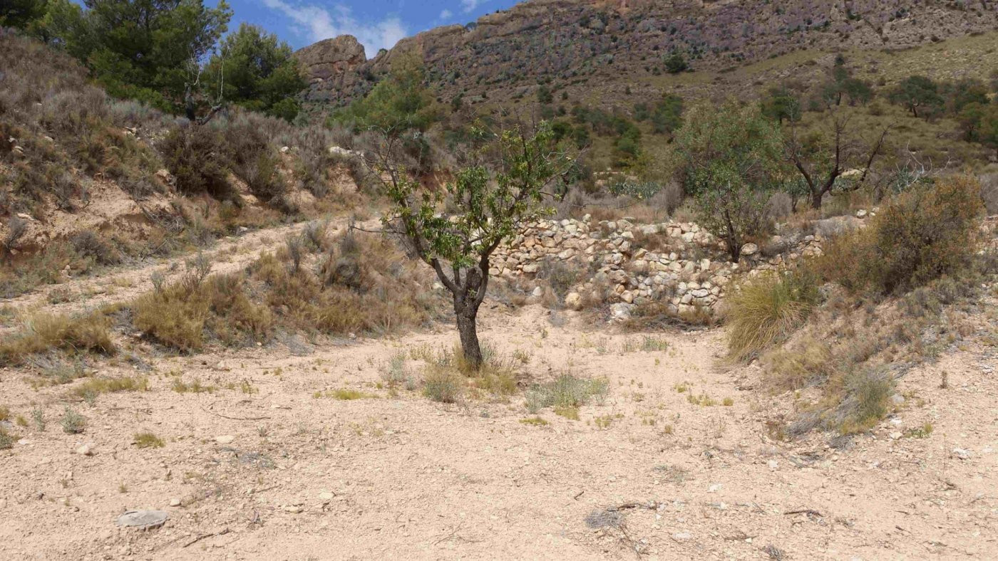 VENTA-PARCELA URBANA-ALTIPLANO-MURCIA-PARCELA 360.000 M2-PRE - foto 5