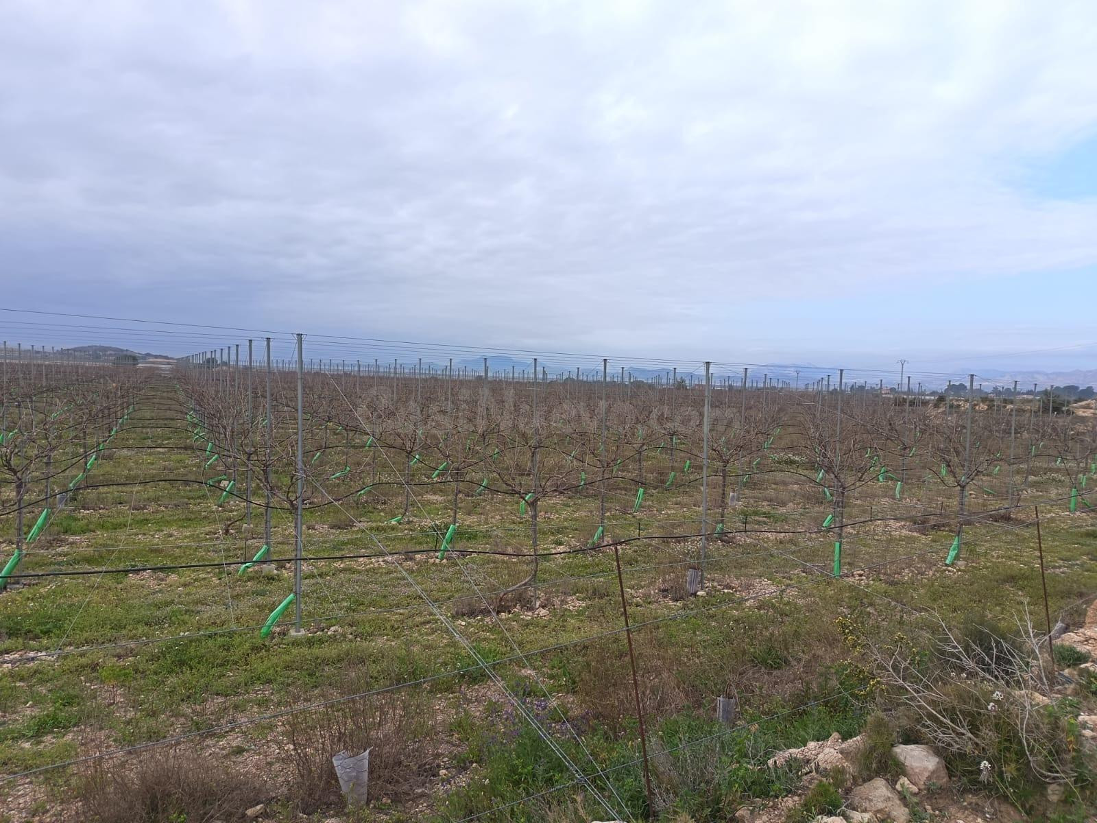 SE VENDE TERRENO / MONFORTE DEL CID / 13.000 MTS. / SE PUEDE - foto 3