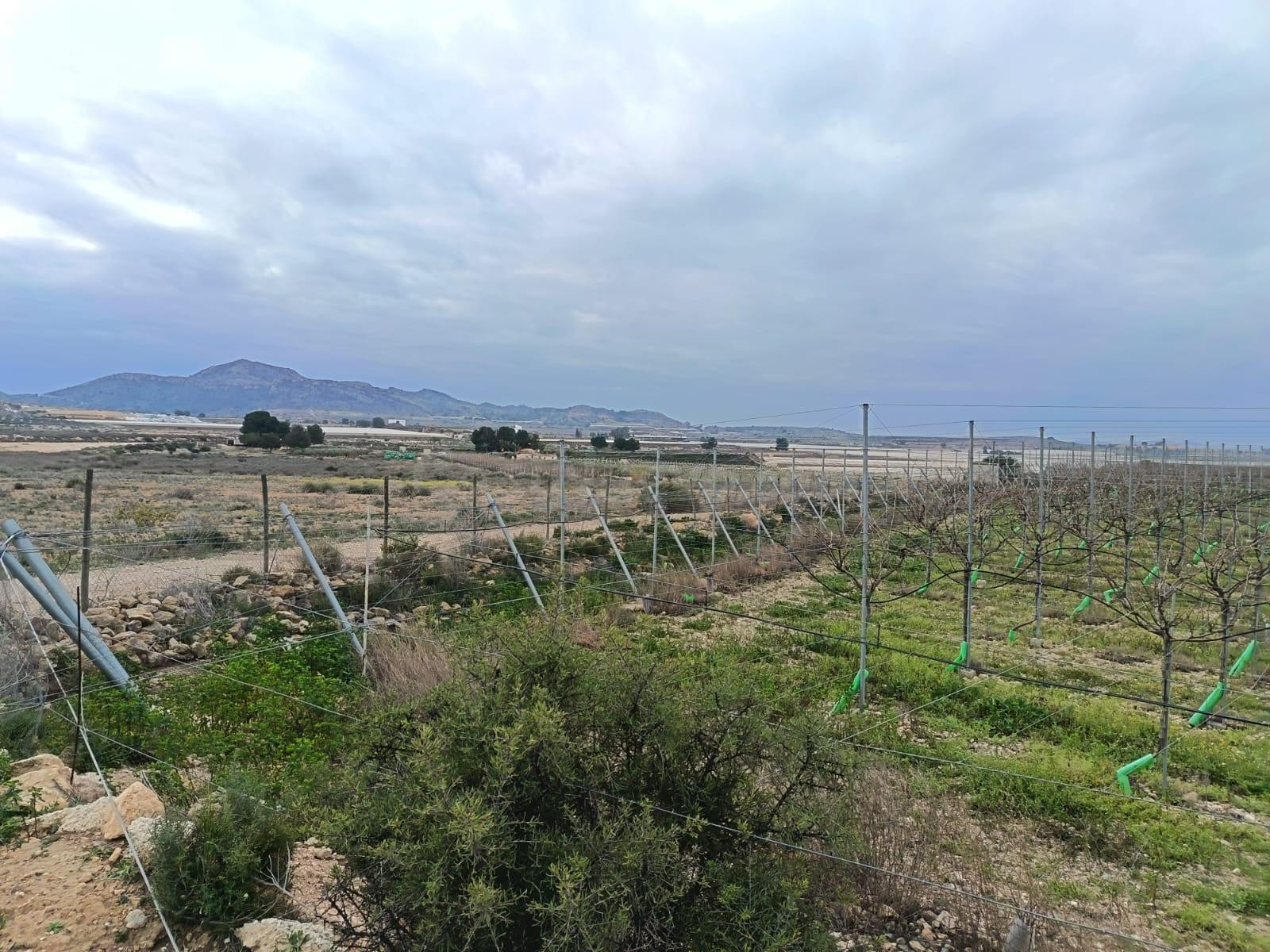 SE VENDE TERRENO / MONFORTE DEL CID / 13.000 MTS. / SE PUEDE - foto 5