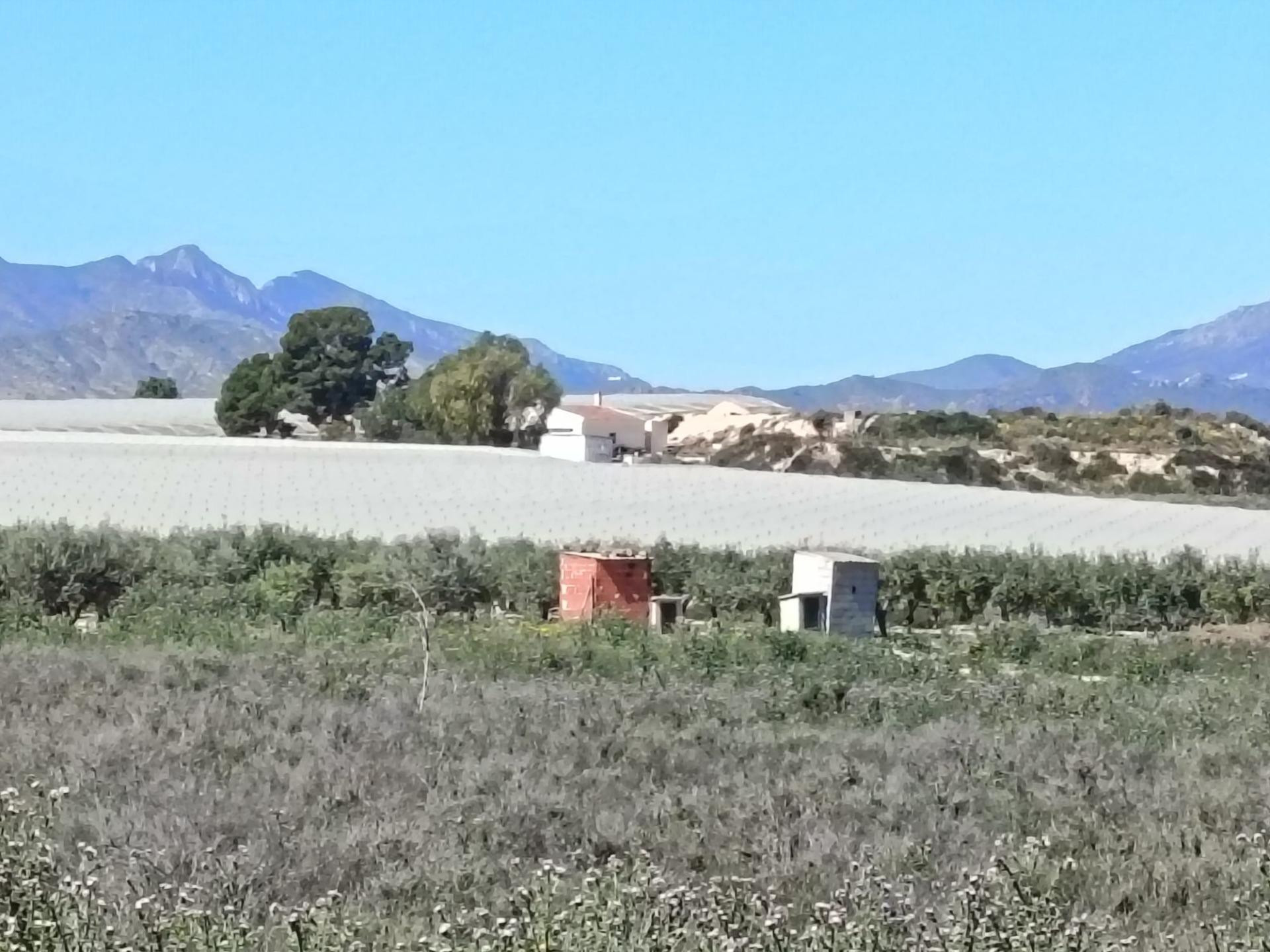 SE VENDE TERRENO / RÚSTICO / 500 OLIVERAS / MONFORTE DEL CID - foto 3