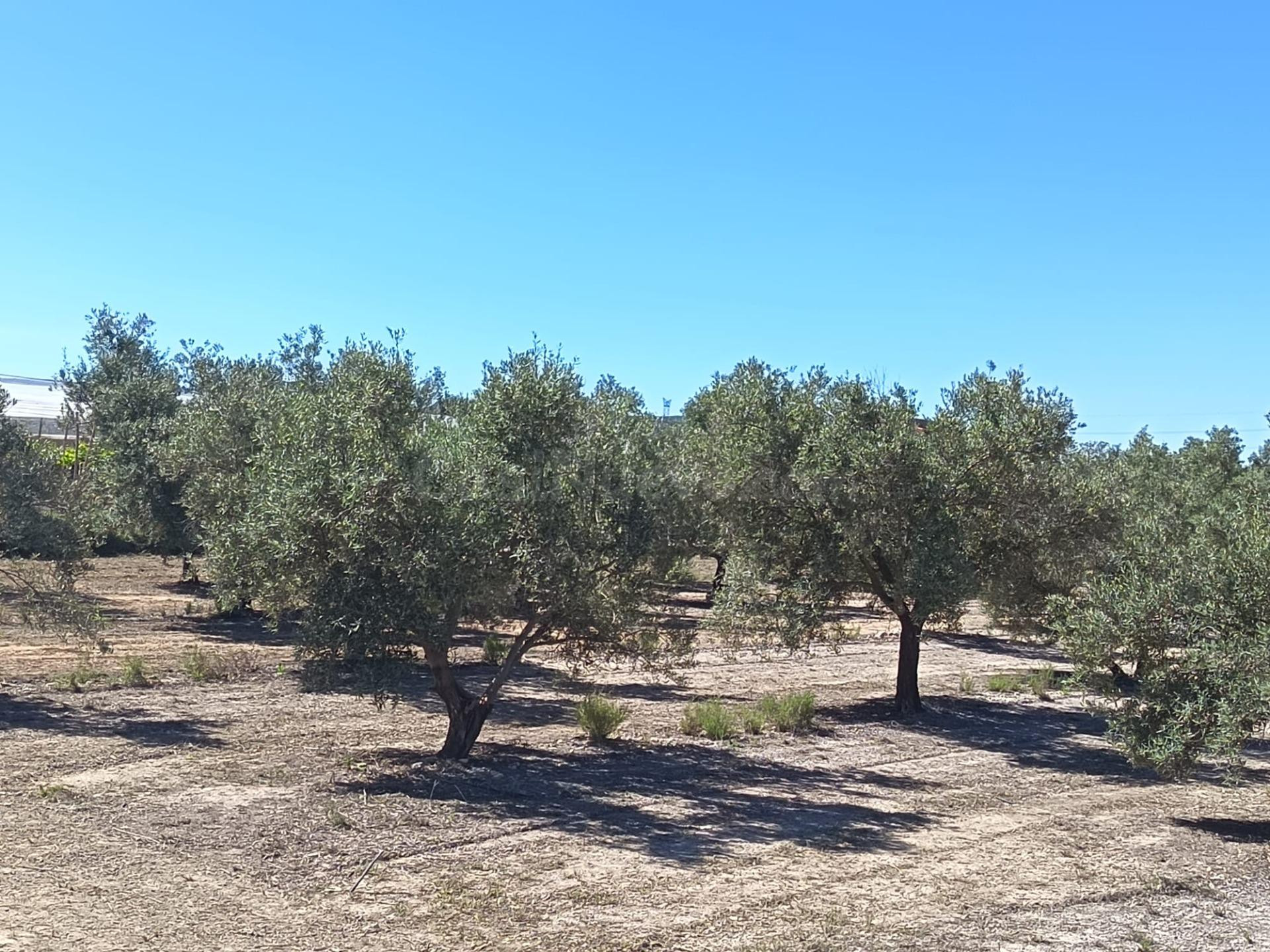 SE VENDE PARCELA / MONFORTE DEL CID / RUSTICA - foto 2