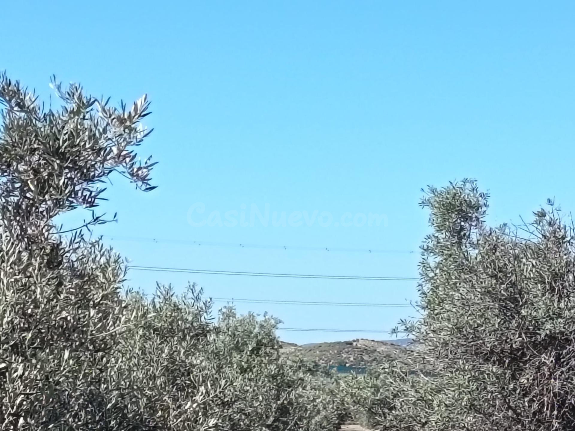 SE VENDE PARCELA / MONFORTE DEL CID / RUSTICA - foto 4