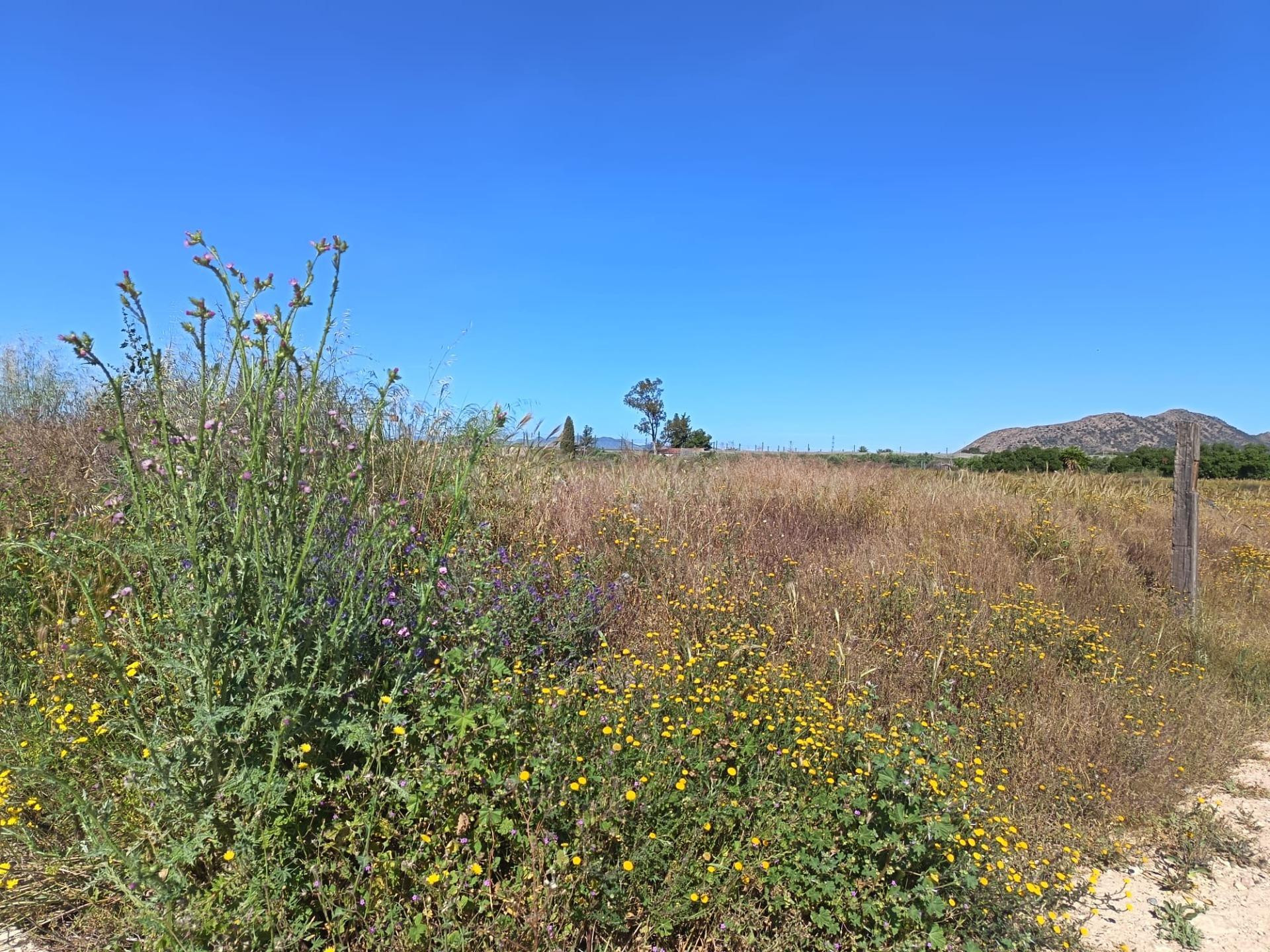 SE VENDE TERRENO PEGADO AL PUEBLO EN MUY BUENA ZONA CON AGUA - foto 4