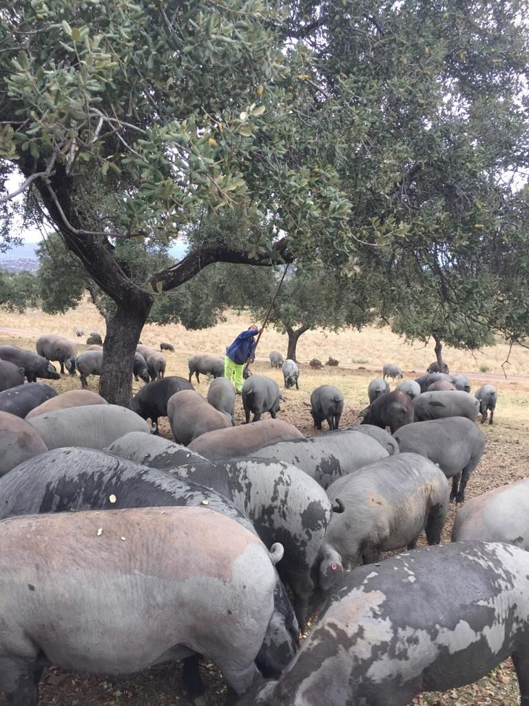 Finca de explotación ganadera en activo con 80 hectáreas en  - foto 4
