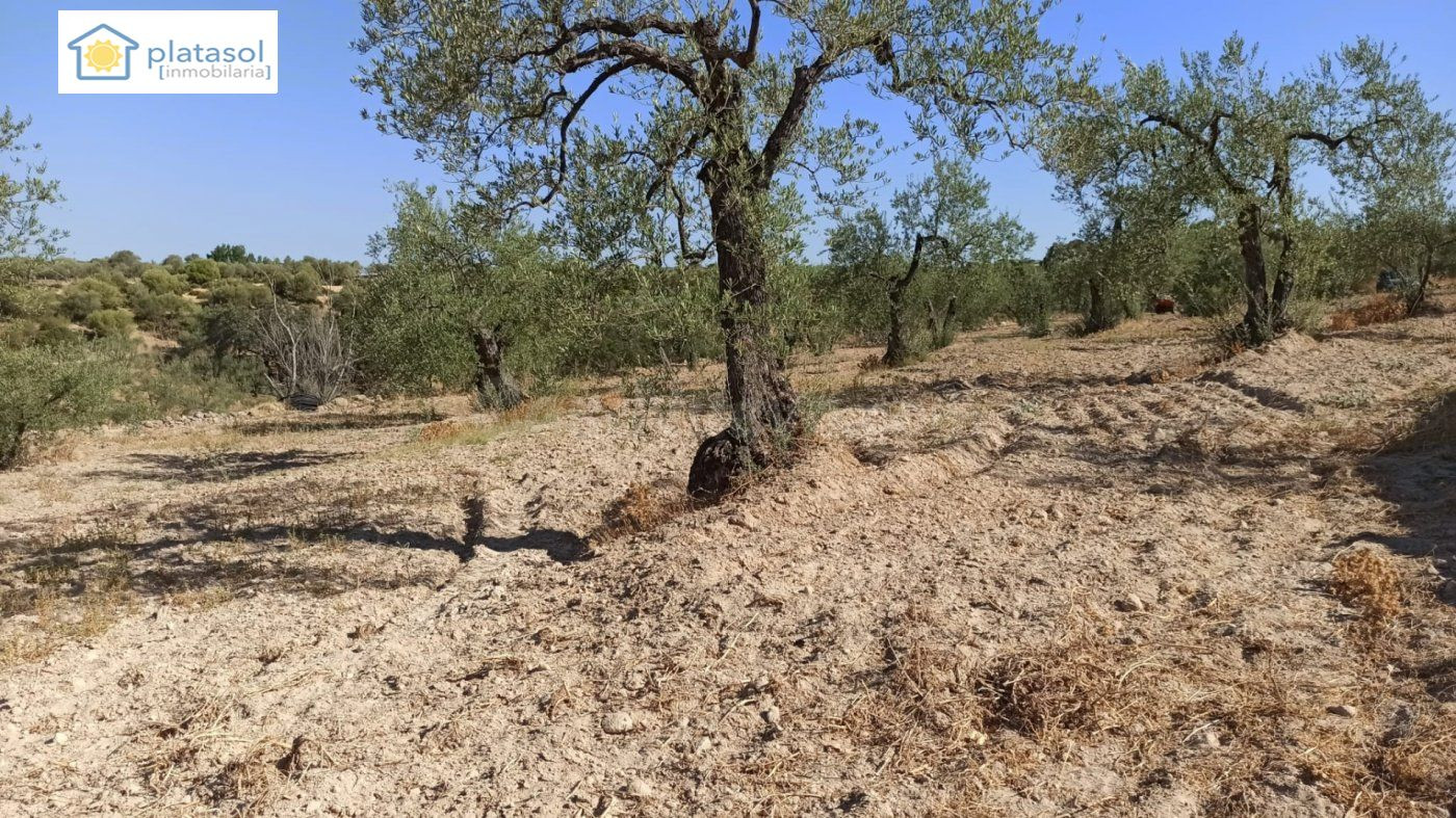 Finca rústica a la venta en Gerena zona camino piedra caball - foto 3