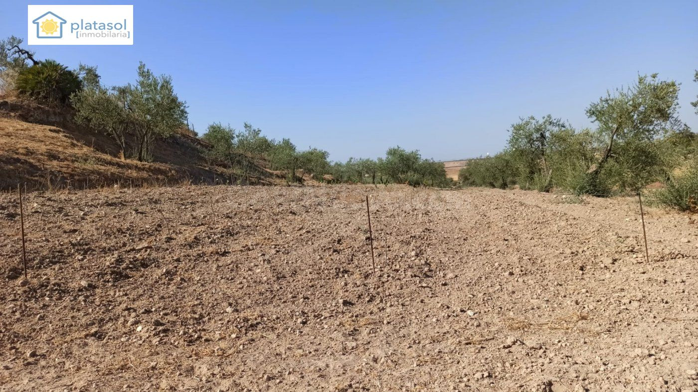 Finca rústica a la venta en Gerena zona camino piedra caball - foto 4