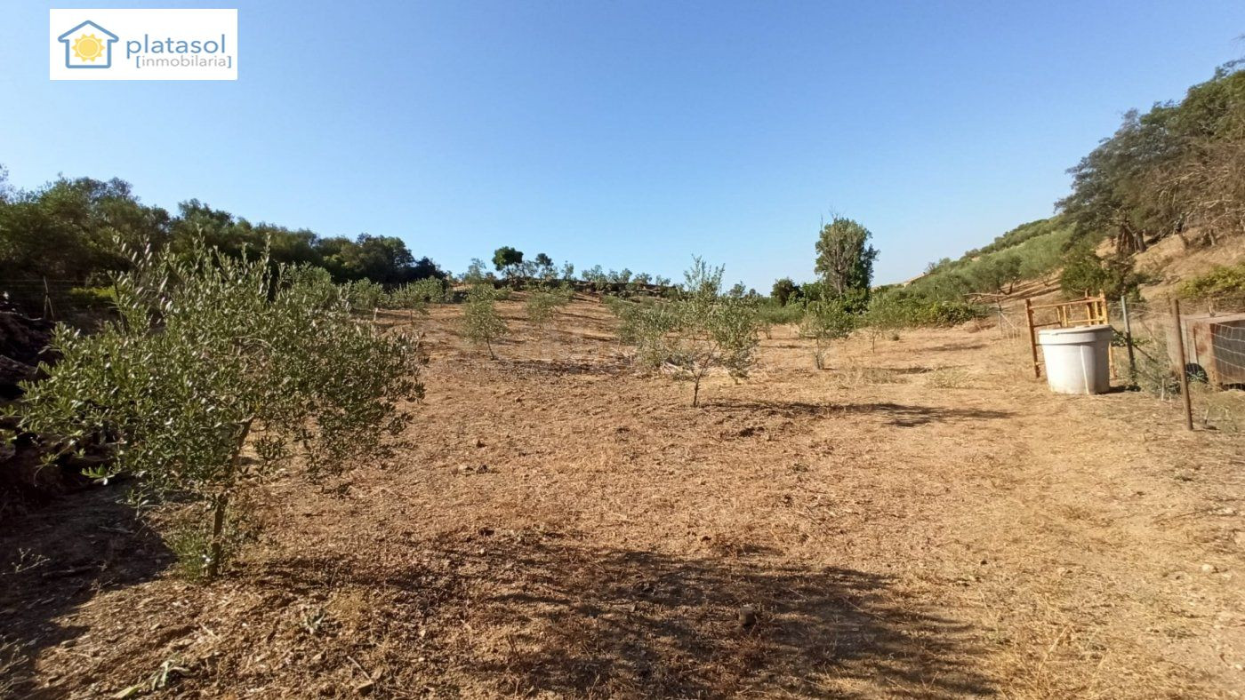 Finca rústica a la venta en Gerena zona camino piedra caball - foto 5