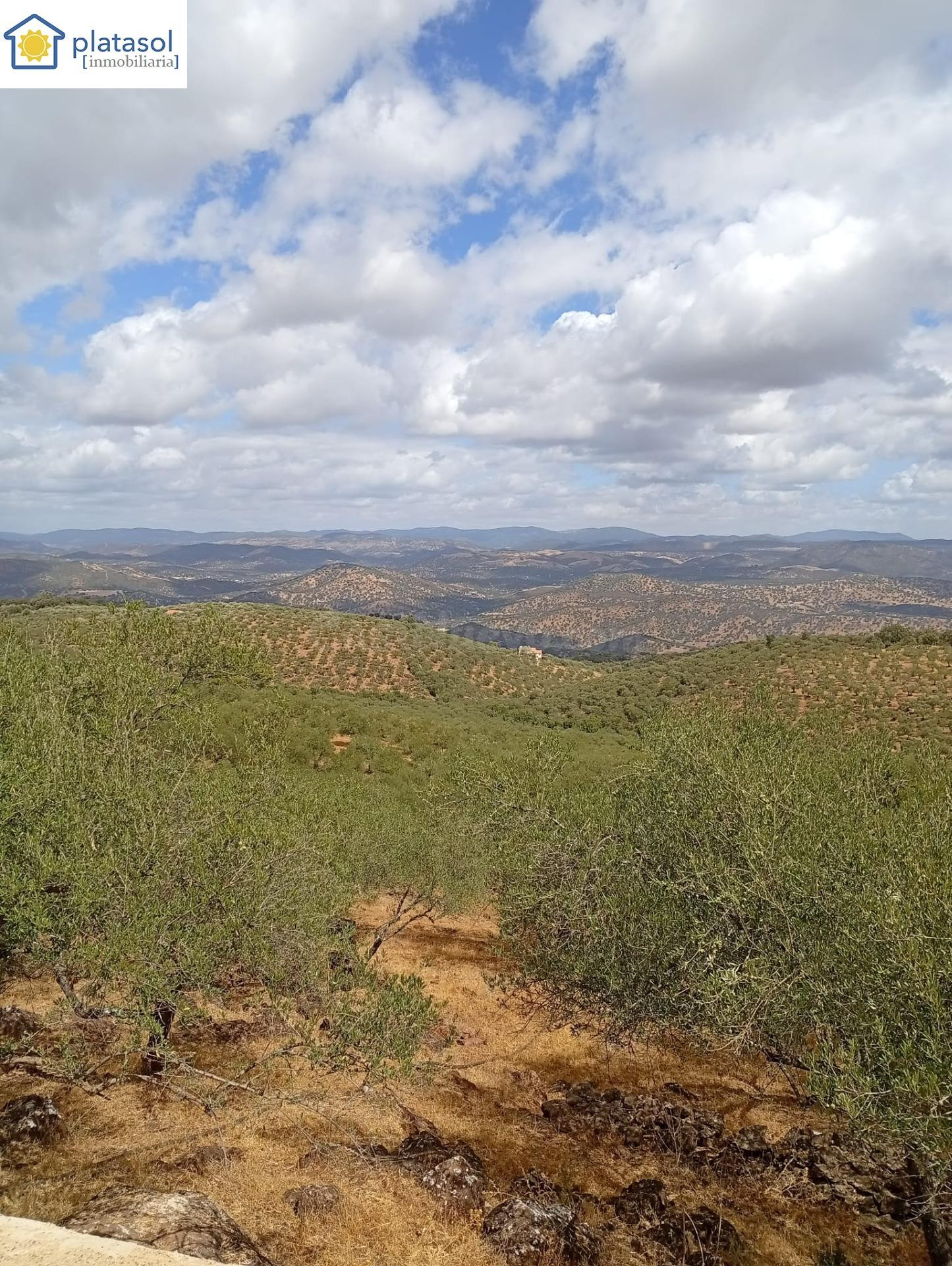 Finca rústica de olivos en Zufre