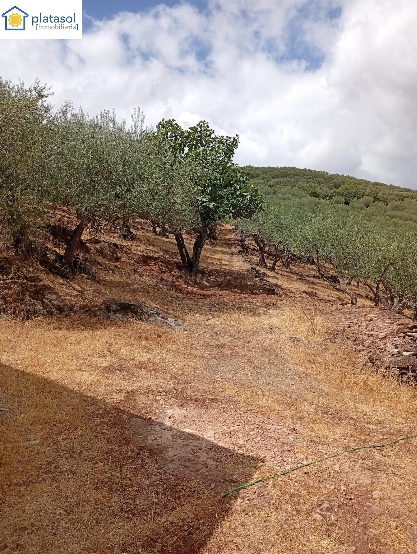 Finca rústica de olivos en Zufre - foto 3