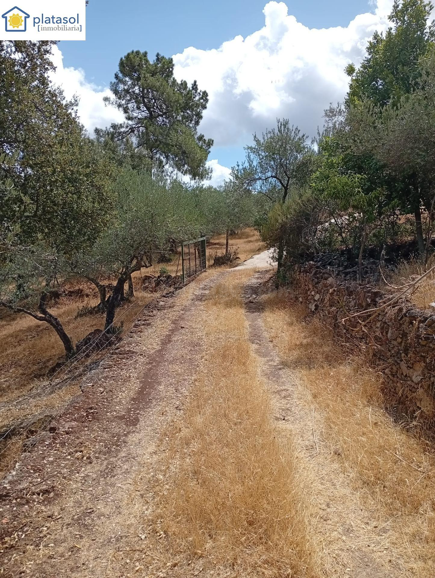 Finca rústica de olivos en Zufre - foto 5