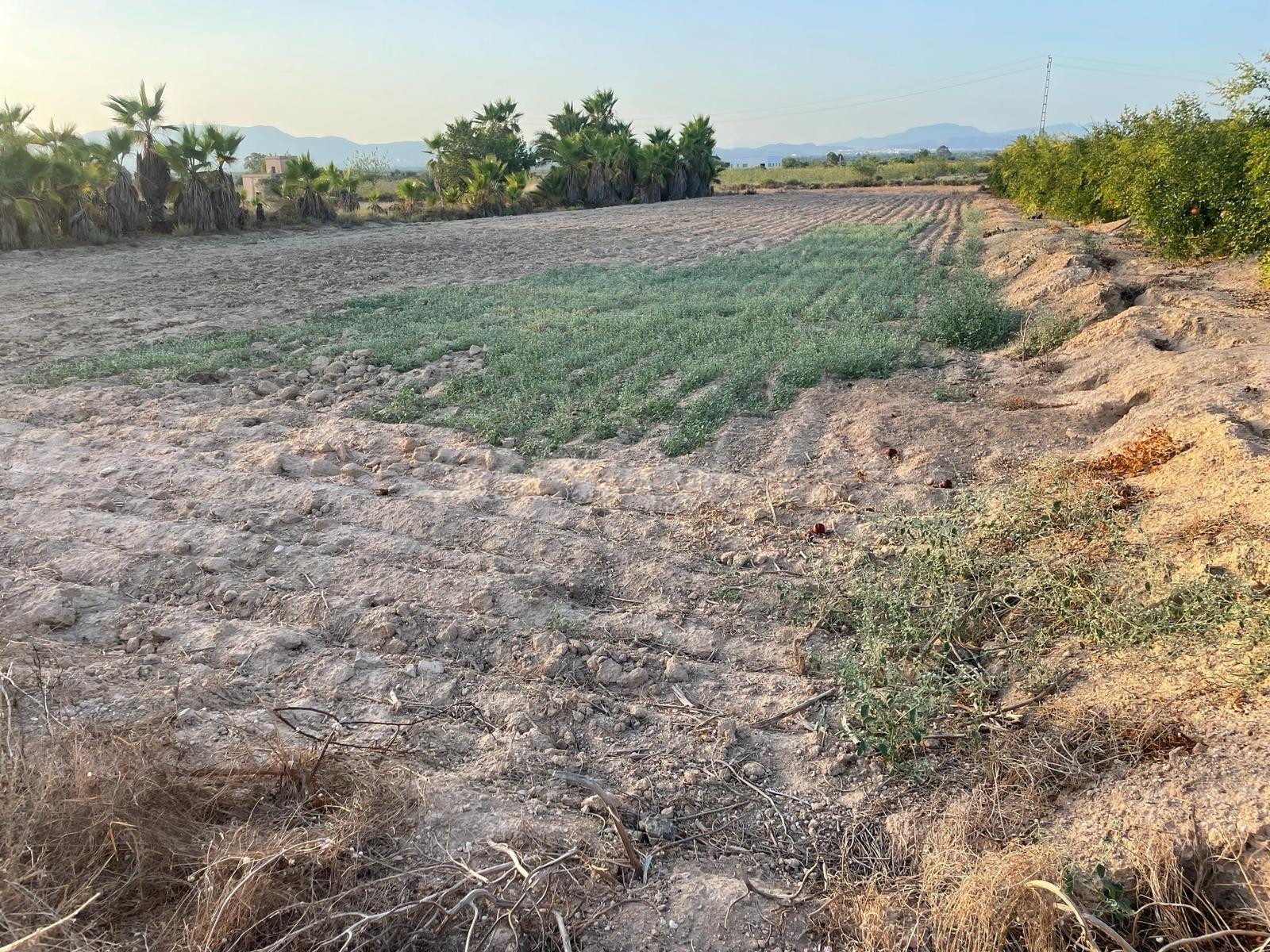 Terreno rural en venta - La Hoya-Daimes-El Derramador