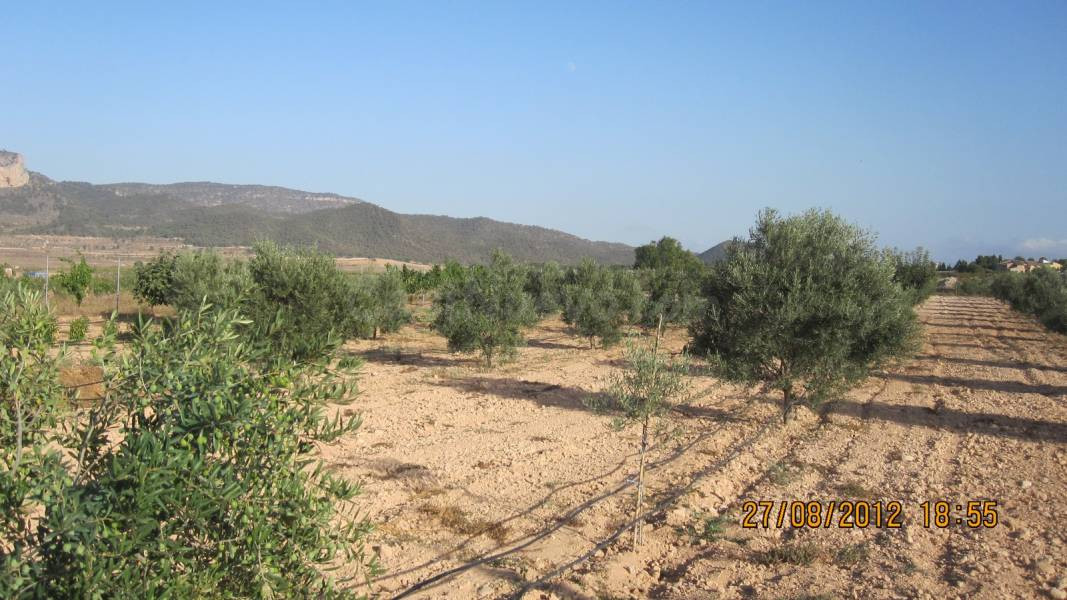 Parcela 7500m² en venta - MADARA - foto 4