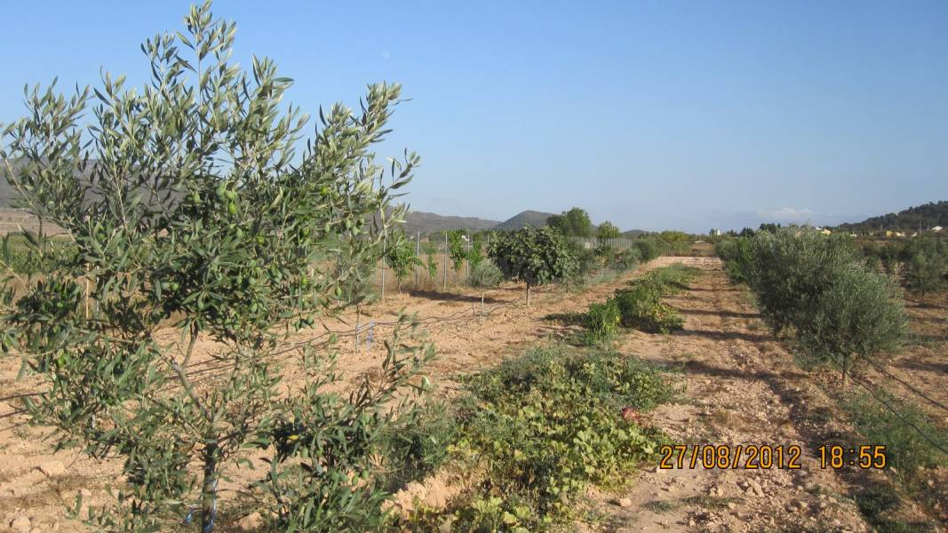 Parcela 7500m² en venta - MADARA - foto 5