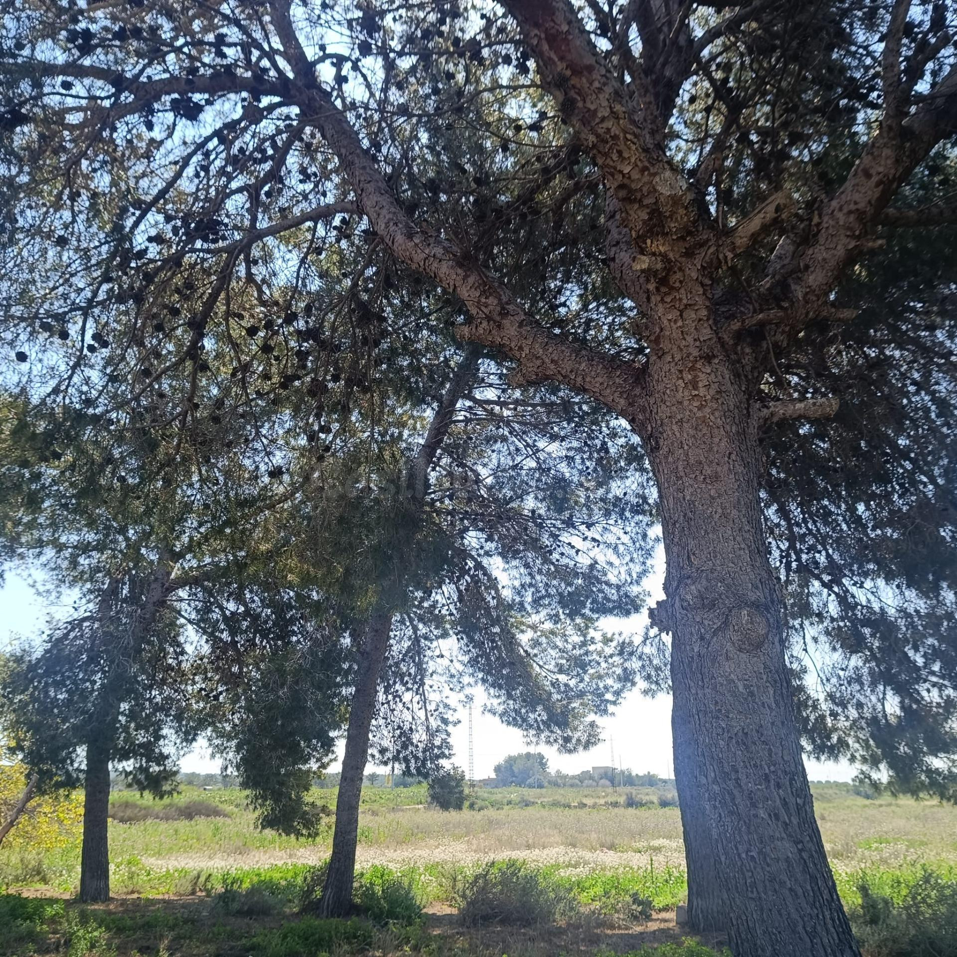 PARCELA EN VENTA DE 13.849 M2 CON CASA - foto 5