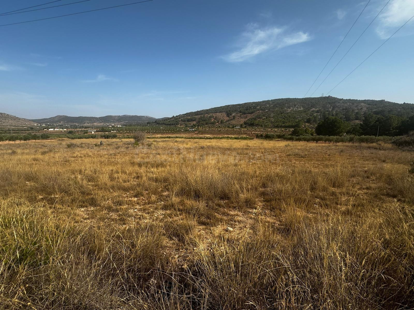 Terreno rural de 7.000 m2 en Casas del Señor (Monóvar)  ¡Por - foto 4