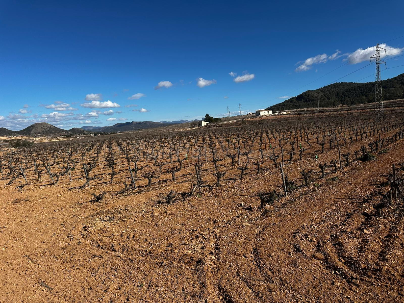 Terreno rústico en venta en Úbeda (Monóvar) – 14.000 m2 con  - foto 4